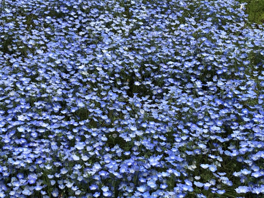 花フェスタ記念公園