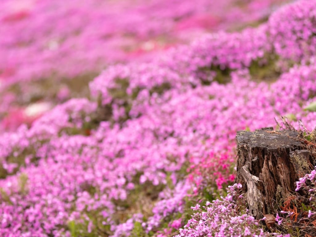 國田家の芝桜