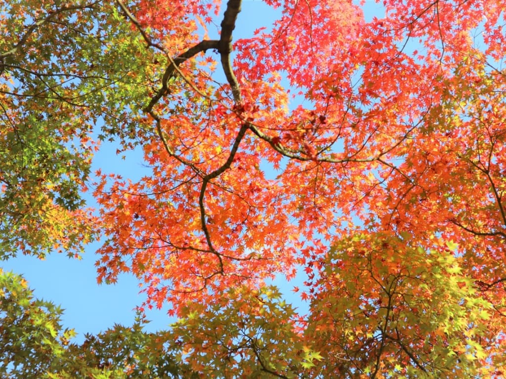 紅葉