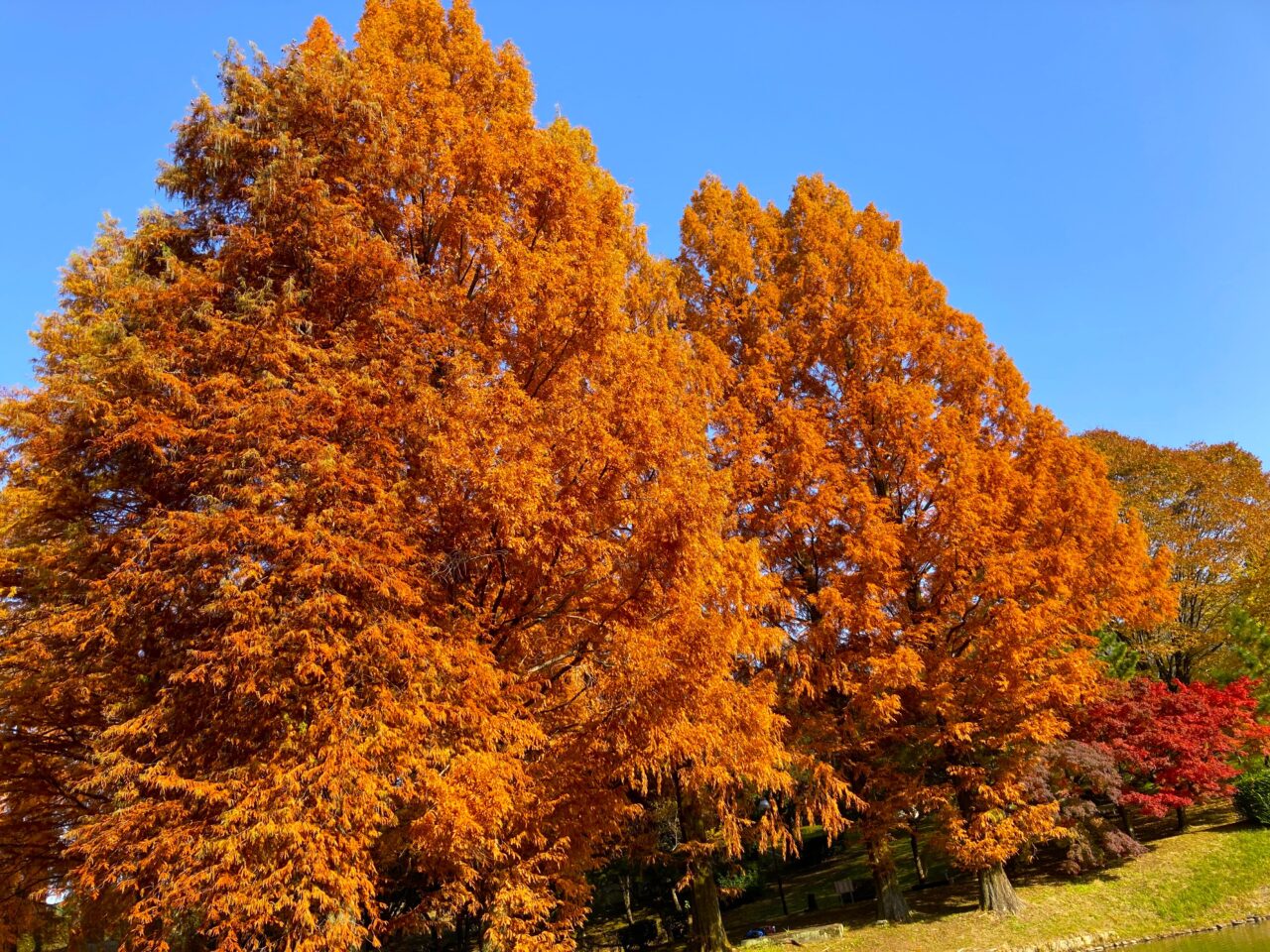 紅葉