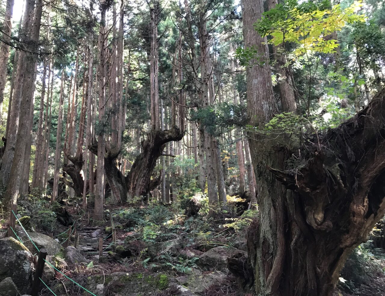 株杉の森