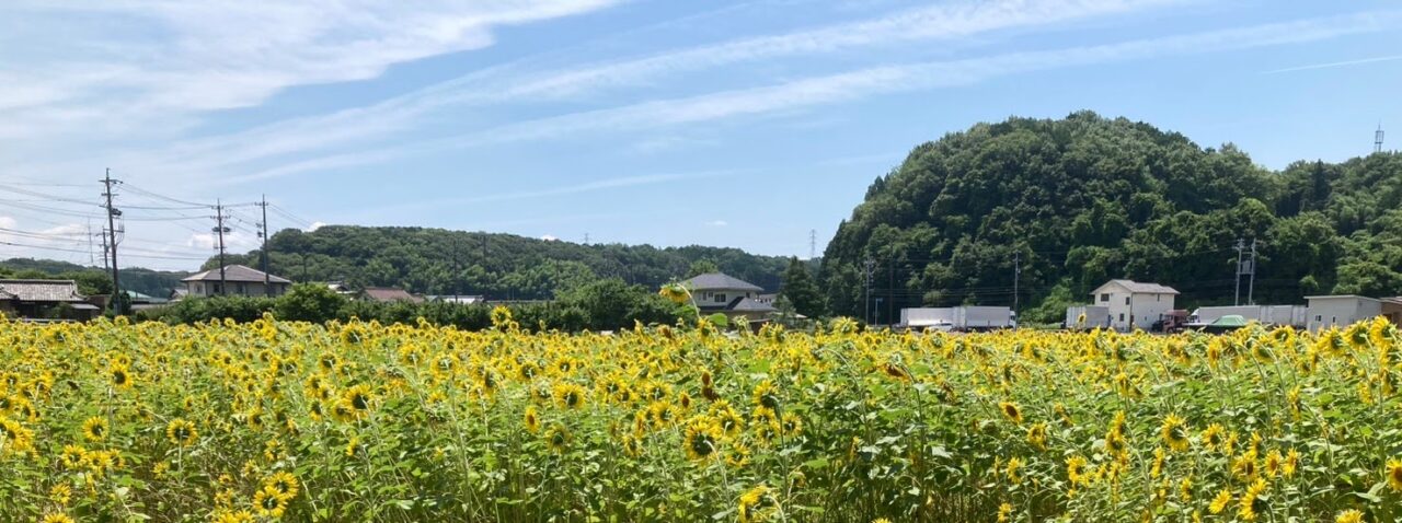 ひまわり