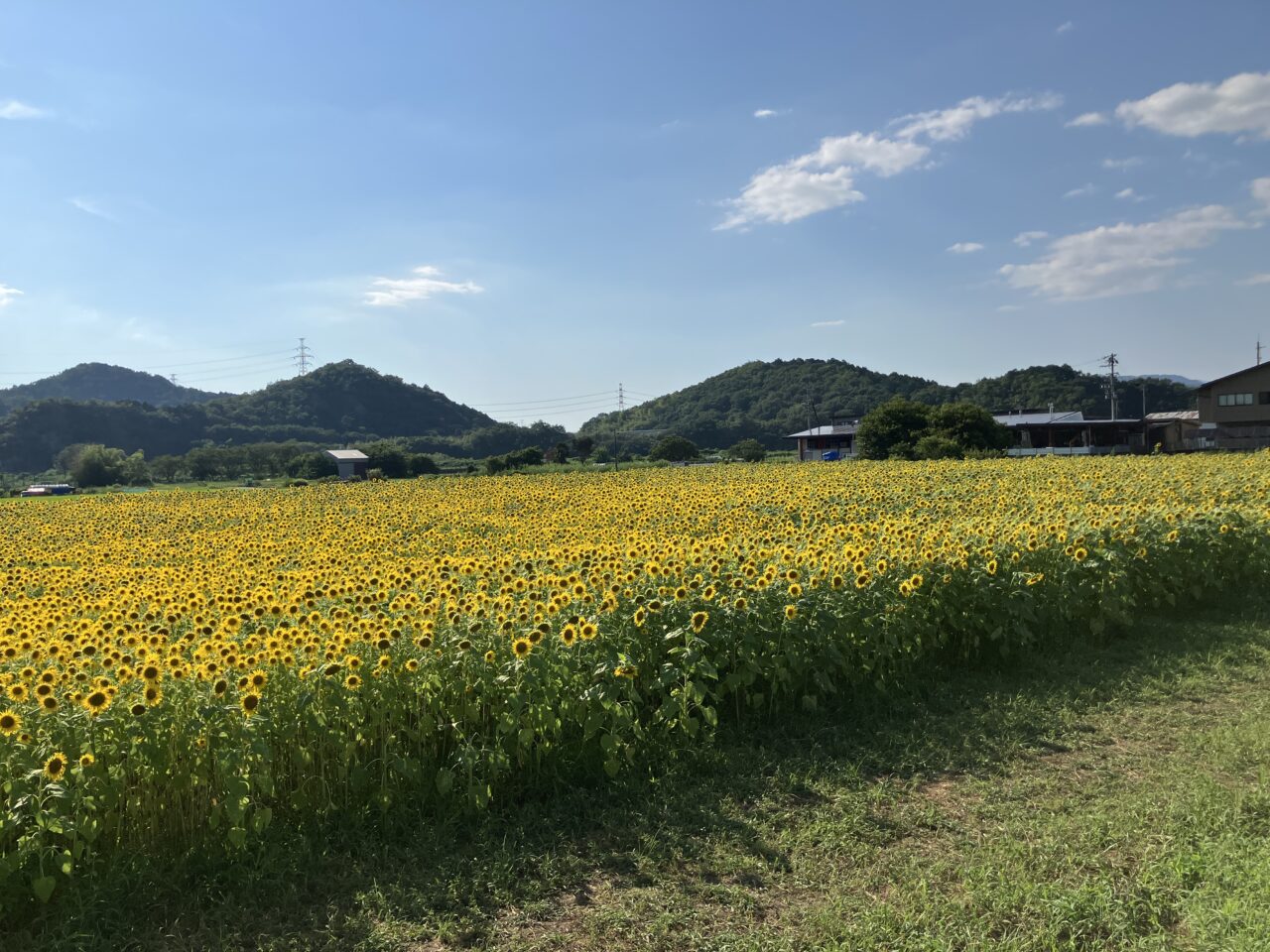 ひまわり畑