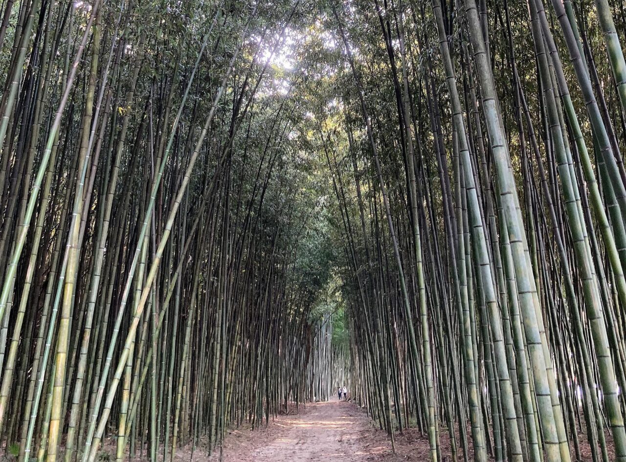 かぐや姫の散歩道